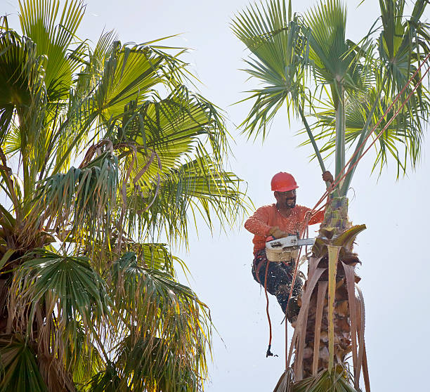 Residential Tree Removal in Raymond, IL